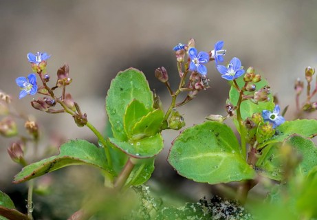Bach Honorary Prize, Bachbunge, Honorary Prize, European Speedwell, Plantaginaceae, Plantain,