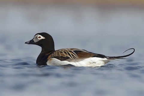 Long-tailed Duck (Clangula hyemalis) male, Alaska, USA