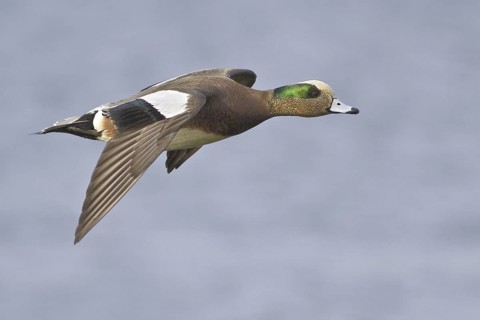American Wigeon (Mareca americana) male flying, British Columbia, Canada