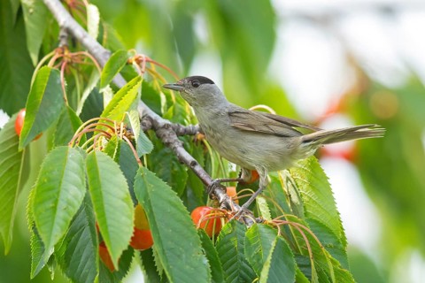 Blackcap (Sylvia atricapilla), Fauvette à tête noire, Curruca Capirotada, Branch, branch, Ormoz