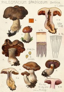 Mushroom, fungi, brown slime mould, Cortinarius spadiceus, syn. Phlegmacium spadiceum, authentic