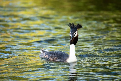 A great crested grebe (Podiceps cristatus) in Lake Alexandrina. Canterbury, South Island, New