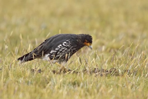 Carunculated Caracara (Phalcoboenus carunculatus), Ecuador