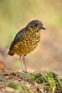 Undulated Antpitta (Grallaria squamigera), Tapichalaca Reserve, Ecuador