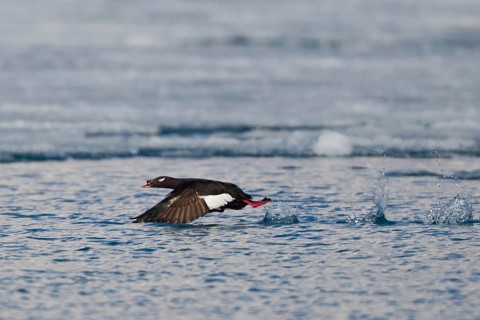 White-winged Scoter (Melanitta deglandi stejnegeri) male flying, Lake Hovsgol, Mongolia