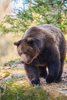 European brown bear (Ursus arctos arctos) in a forest, Bavaria, Germany