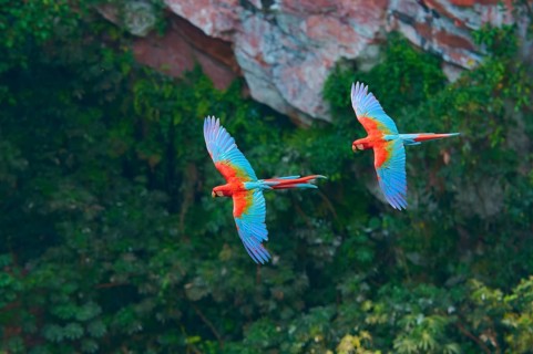 Two colourful parrots flying over the lush vegetation in front of a rocky backdrop, Green-winged