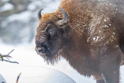 European bison (Bison bonasus) or Wisent standing on a meadow next to the forest in winter, snow,