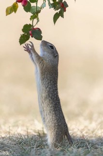 One European ground squirrel (Spermophilus citellus) or European souslik standing erected in dry