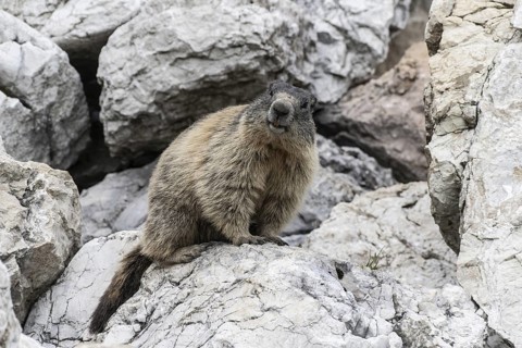 Marmot (Marmota marmota), Monte Baldo, Italy
