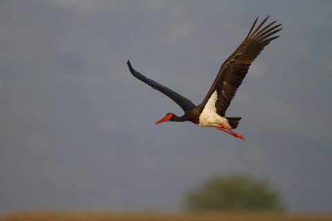 Black Stork (Ciconia nigra) flying, Greece