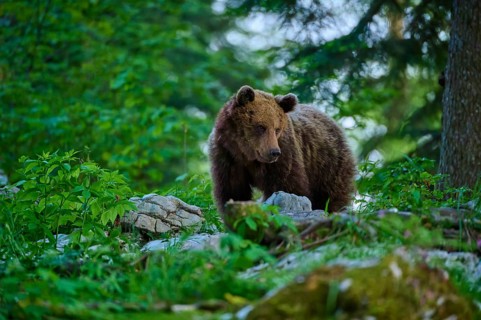A bear stands in the middle of a green forest, looking curiously around, European brown bear (Ursus