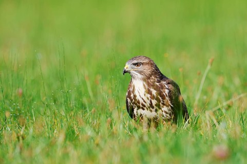 Common buzzard (Buteo buteo) sitting in a meadow, North Rhine-Westphalia, Germany