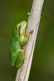 European tree frog (Hyla arborea), Zandvort, Netherlands