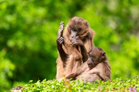 Two Gelada (Theropithecus gelada) female eavesdrop on each other, captive, distribution africa