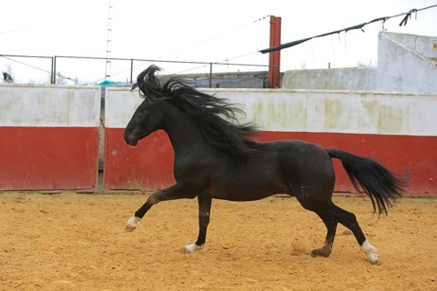 Andalusian horse, jumping, arena, black, black horse