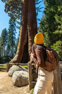Woman in yellow beanie and brown backpack gazes upward among towering ancient sequoias, sunlight