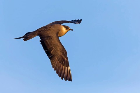 Parasitic skua, (Stercorarius parasiticus), animals, birds, seabird of the Stercorariidae family),