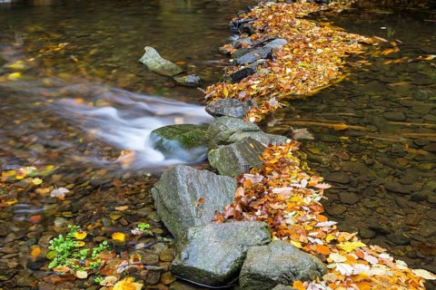 Colourful autumn leaves and stones in Rote Weisseritz in Rabenauer Grund, Rabenau, Saxony, Germany