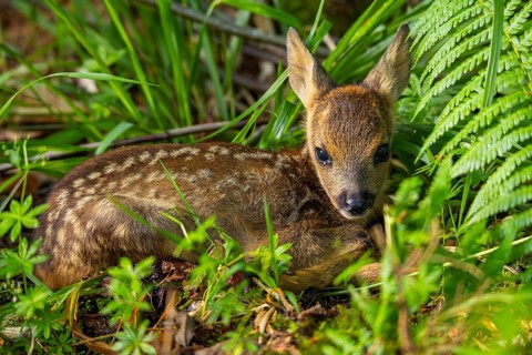 Fawn (Capreolus capreolus) lying in the forest after being rescued, fawn rescue, Upper Danube