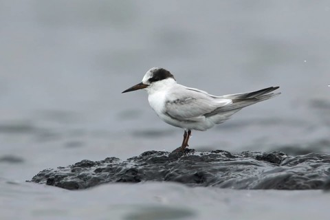 Little Tern (Sternula albifrons), Victoria, Australia
