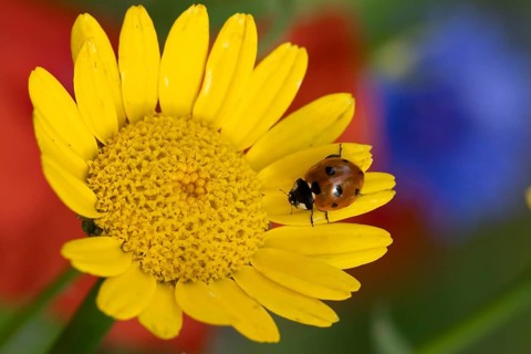 Seven-spot ladybird or ladybug (Coccinella septempunctata) adult insect on a Corn marigold flower