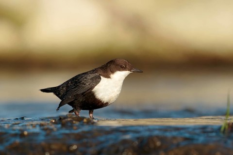 Zwartbuikwaterspreeuw, Black-bellied Dipper, Cinclus cinclus cinclus
