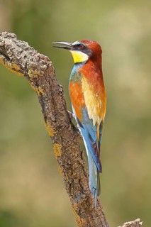 European bee-eater (Merops apiaster) perched on a branch, Lake Neusiedl, Burgenland, Austria
