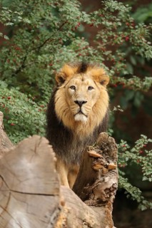 A lion stands majestically on a tree trunk against a green backdrop, Asiatic Lion (Panthera leo