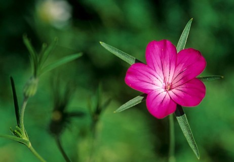Field Crown, Agrostemma Githago, Caryophyllaceae, Clock Flower, Corn Carnation, Grain Grain, Corn
