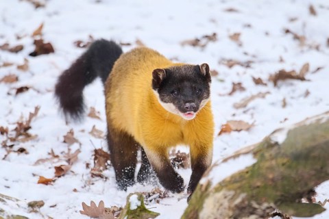 Yellow-throated marten (Martes flavigula) running in the snow in winter, Germany