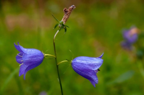 Campanula rotundifolia, campanulaceae, bellflower, harebell, round leaf bellflower, flora, plants,