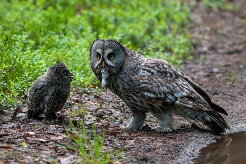 Bearded Owl, Finland, Great Grey Owl, Strix Nebulosa, Prey, Birds, Capture, Owls, Feeding, Female,