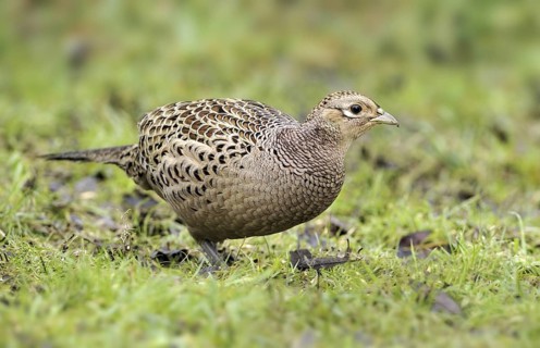 Common Pheasant (Phasianus colchicus) female, British Columbia, Canada