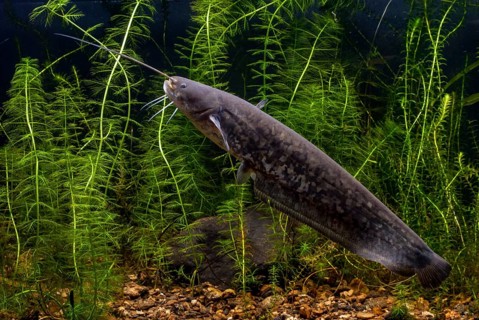 European catfish, river catfish, predatory fish, Sheidfish, Silurus glanis, catfish, fish, fishes,