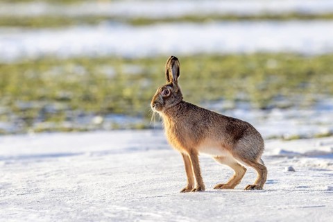 European brown hare (Lepus europaeus) sitting in snow covered field in winter