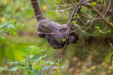 A common woolly monkey, brown woolly monkey, or Humboldt's woolly monkey (3) (Lagothrix
