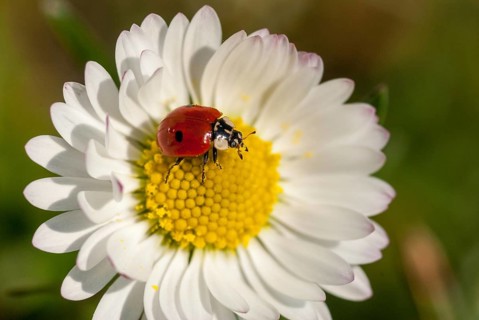Asian ladybeetle, Asian ladybug, coccinellidae, coccinellinae, harlequin ladybird, harmonia