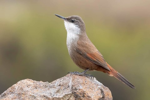 Crag Chilia (Ochetorhynchus melanurus) perched on a rock, Metropolitana, Chile