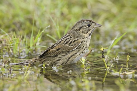 Lincoln's Sparrow (Melospiza lincolnii), Texas, USA