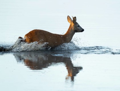 Roe deer (Capreolus capreolus), young roe buck running through the shallow water zone of a lake,