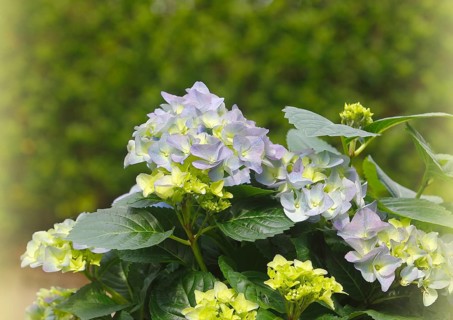 Hydrangea (Hydrangea macrophylla), flowering shrub with blue-violet and greenish inflorescences in