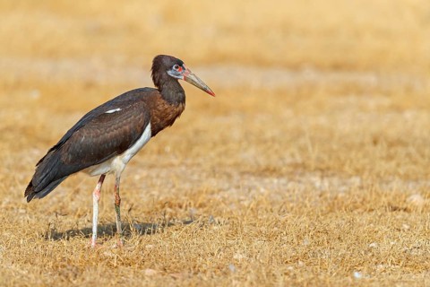 Abdim's stork, rain stork, Abdim, (Ciconia abdimii), African stork species, family of storks,