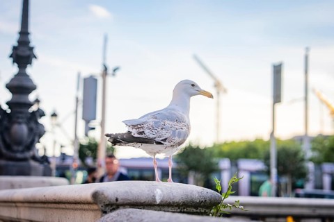 A seagull stands on a stone wall in the city during daylight with soft lighting, Dublin, Ireland
