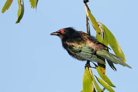Metallic Starling (Aplonis metallica), Queensland, Australia
