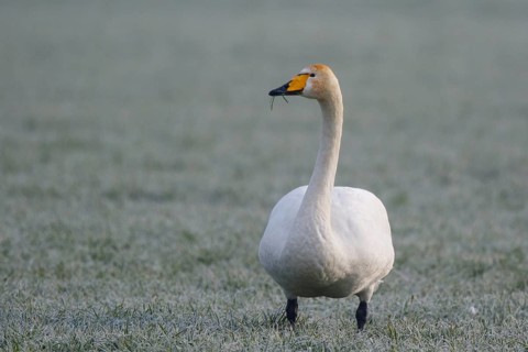 Whooper Swan (Cygnus cygnus), North Rhine-Westphalia, Germany