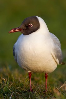 A black-headed gull (Chroicocephalus ridibundus) in the evening sunlight, summer plumage, breeding