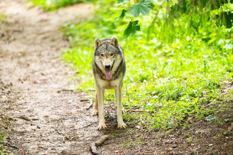 European gray wolf (Canis lupus lupus) in the forest, Germany