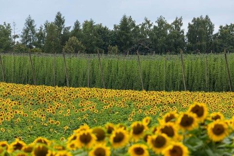 Horizontal view of a vibrant blooming sunflower field (Helianthus annuus) in the foreground