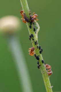 Ants, ant, European fire ant, formicidae, garden ant, hymenoptera, knot ant, Myrmica rubra, red